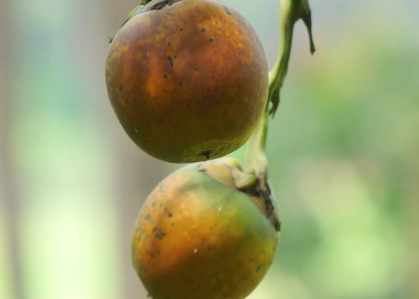 Areca nuts growing on the palm
